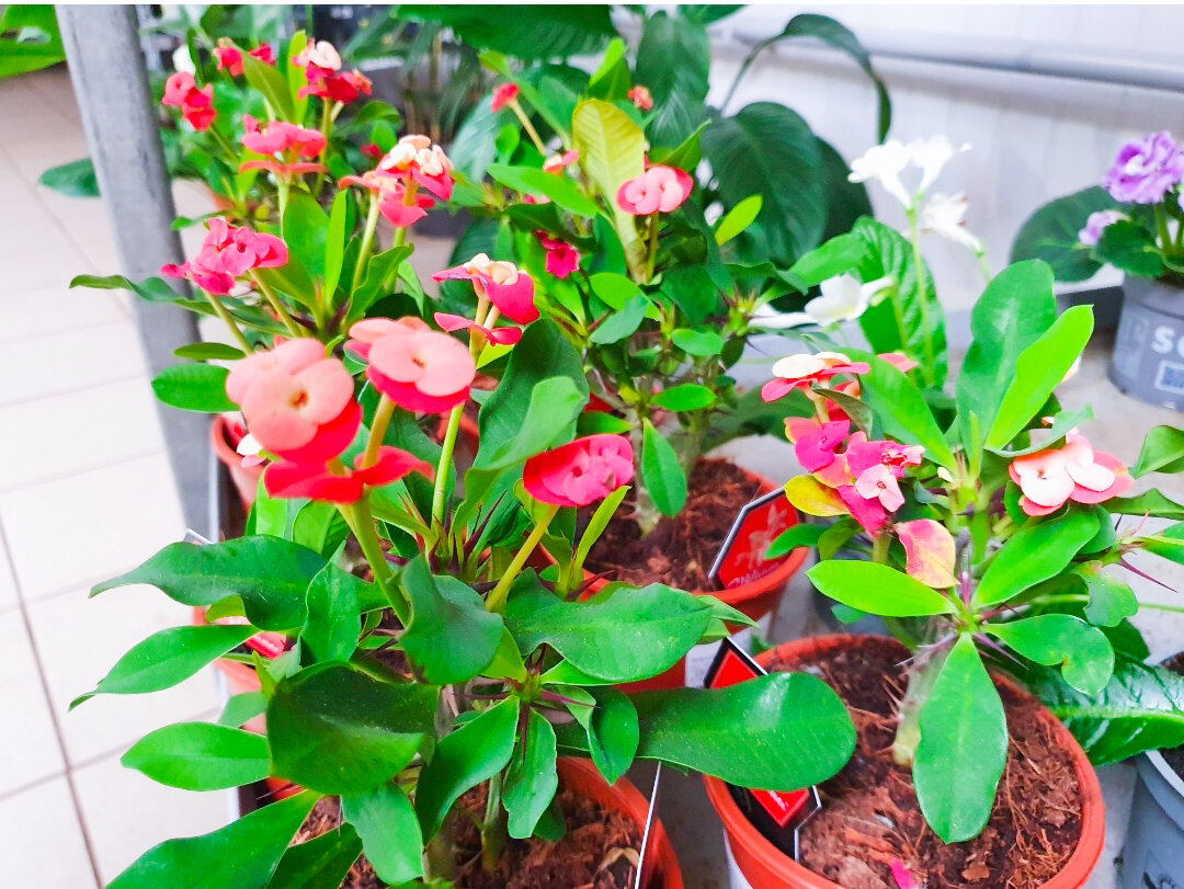 Ну разве могут такие цветы не нравиться?