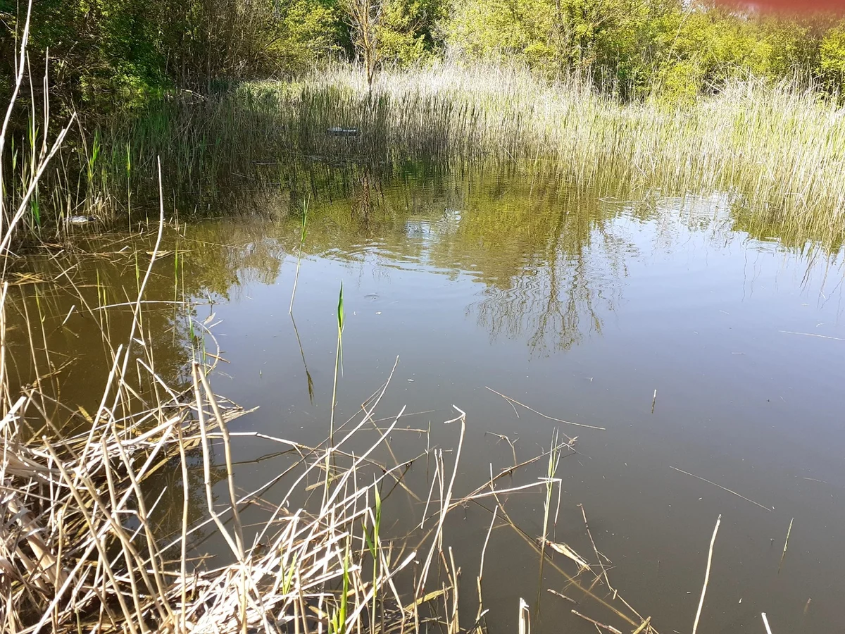 Пруды деревня большое карасево. Озеро карпо-карасево. Озеро молоток. Малое чёрное озеро. Карасевый пруд.