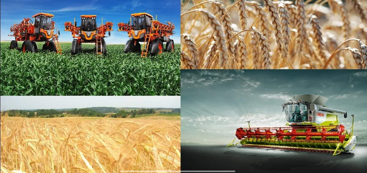 Рекордных показателей достигло и производство пшеницы — Project SFERA Live