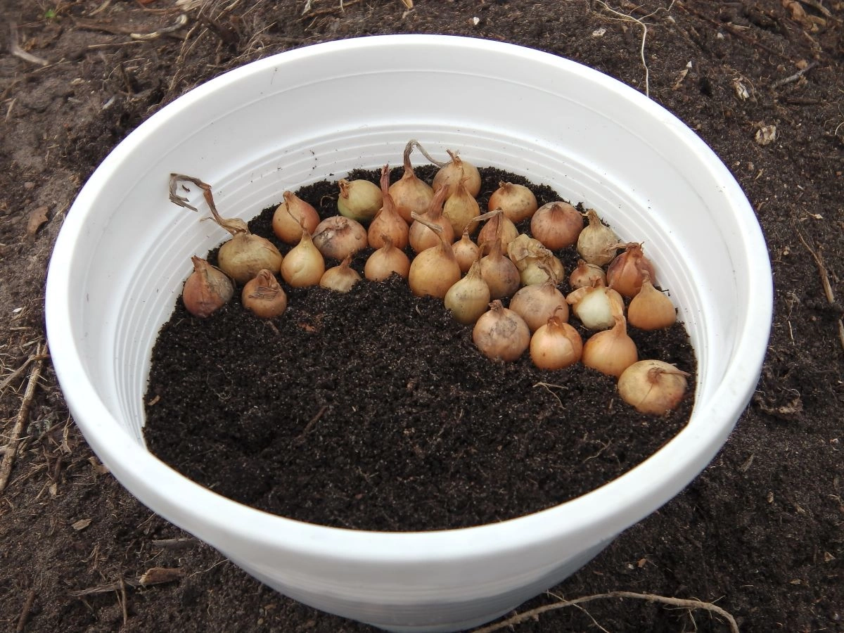 Посадить лук севок дома в землю. Как посадить лук севок на зеленые перья.