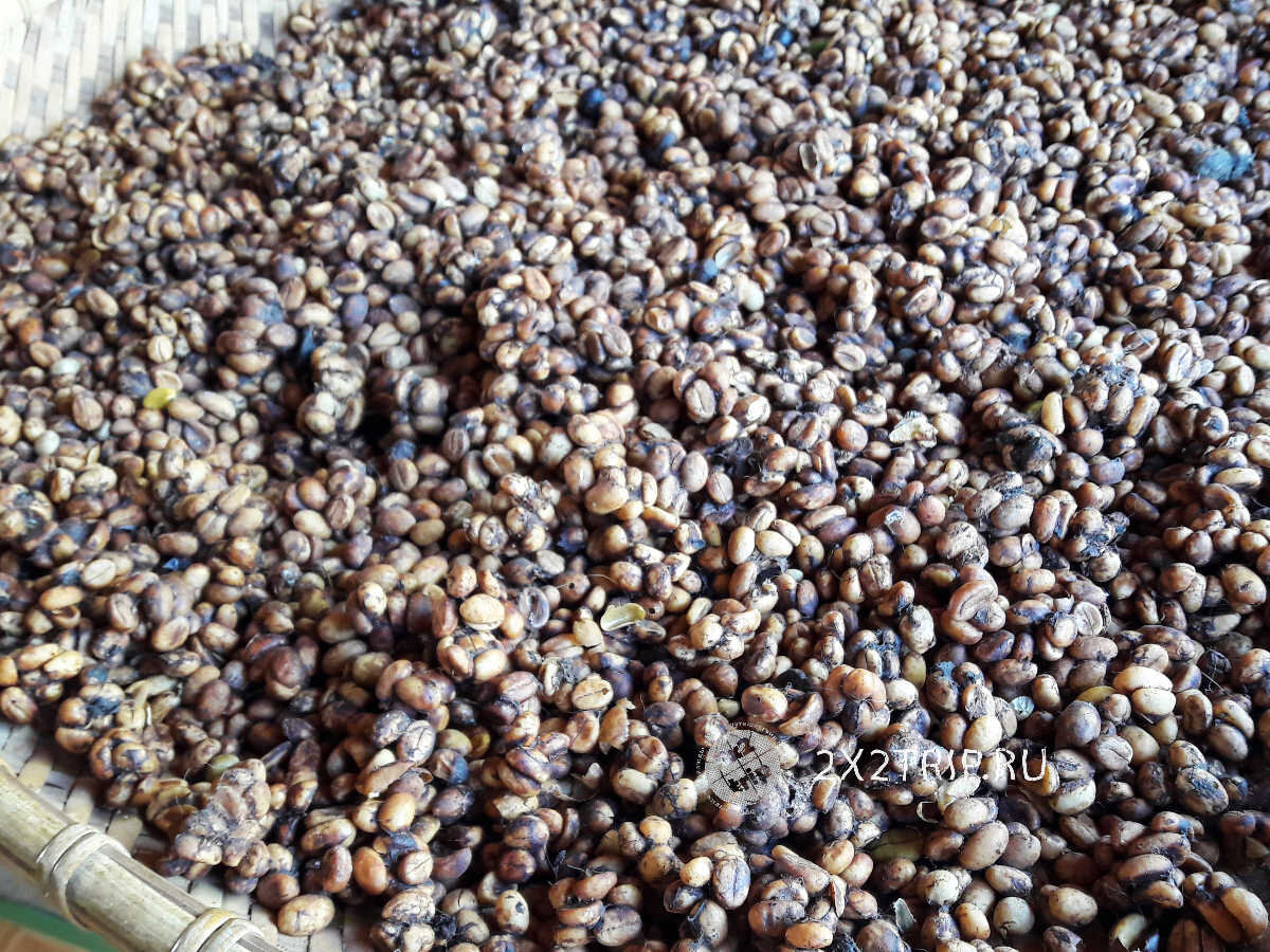 Kopi Luwak после сбора