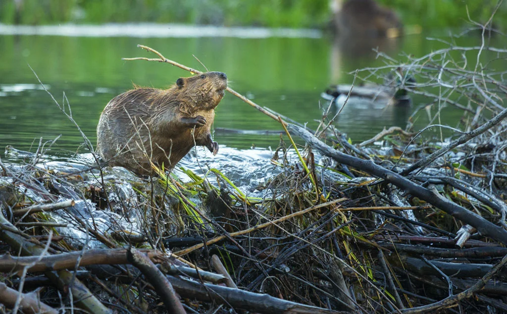 Пацаны, у меня появилась гениальная идея! А давайте перекроем реку палками! 