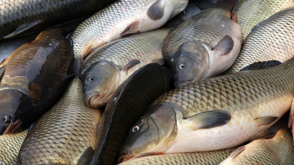 Партия сазана более 4-х тон не доехала до пункта назначения. Фото Яндекс картинки.