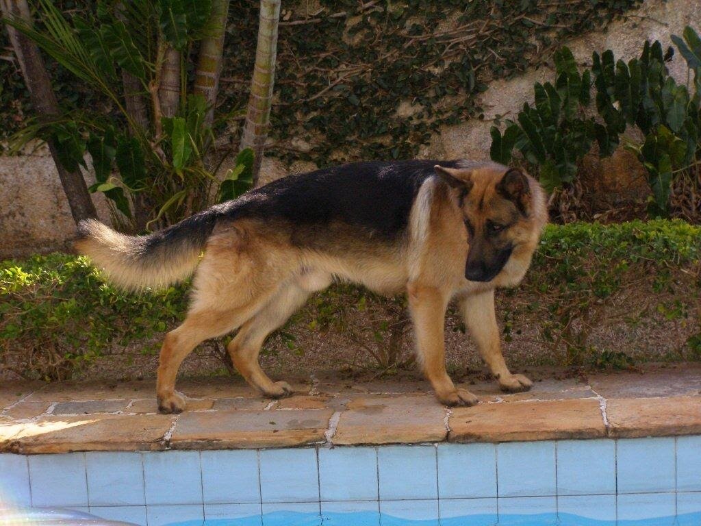 Бася с детства любит НО, т.к. воспитал ее дядя Рэй. Фото из архива автора