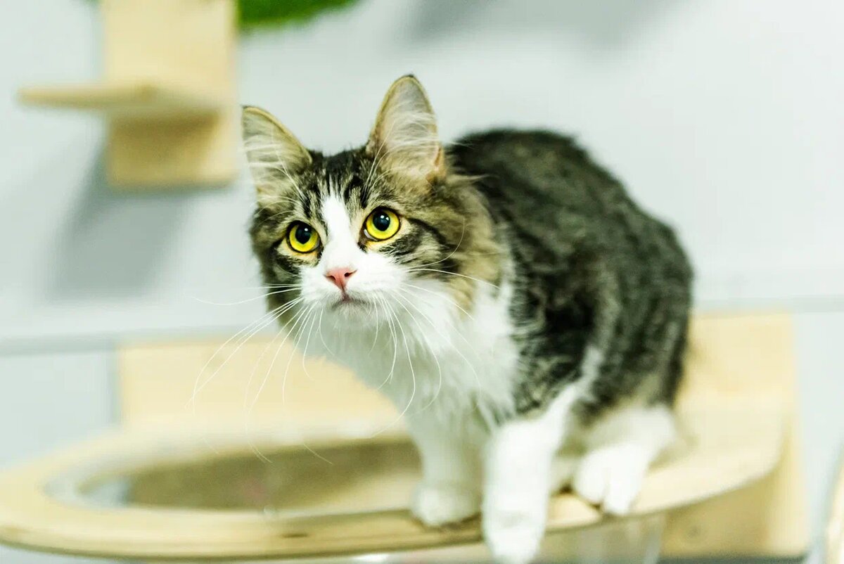 Феликс из FrrFrrHouse 