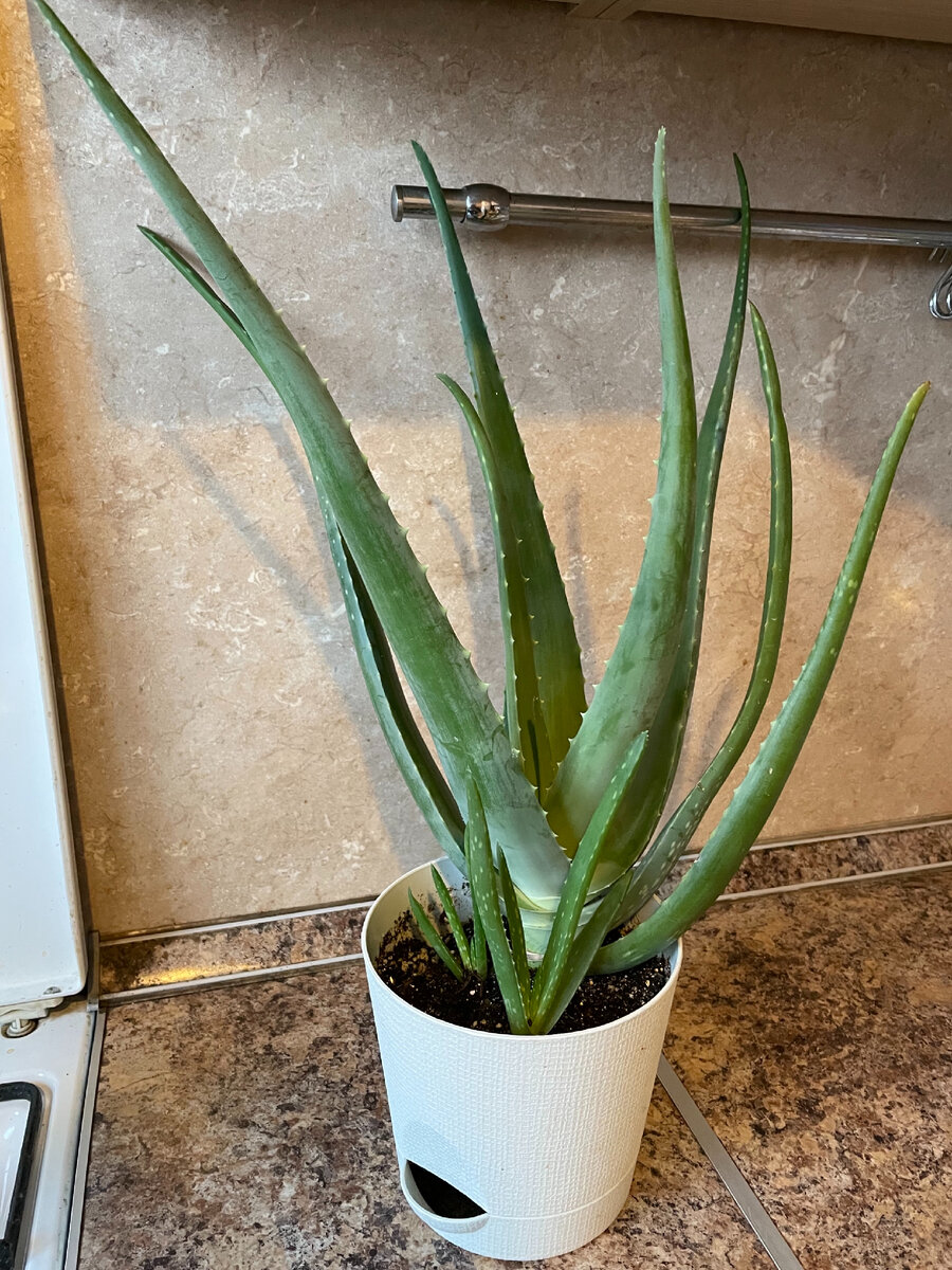 Алоэ Вера. Так же называют Барбадосское или алоэ настоящий.