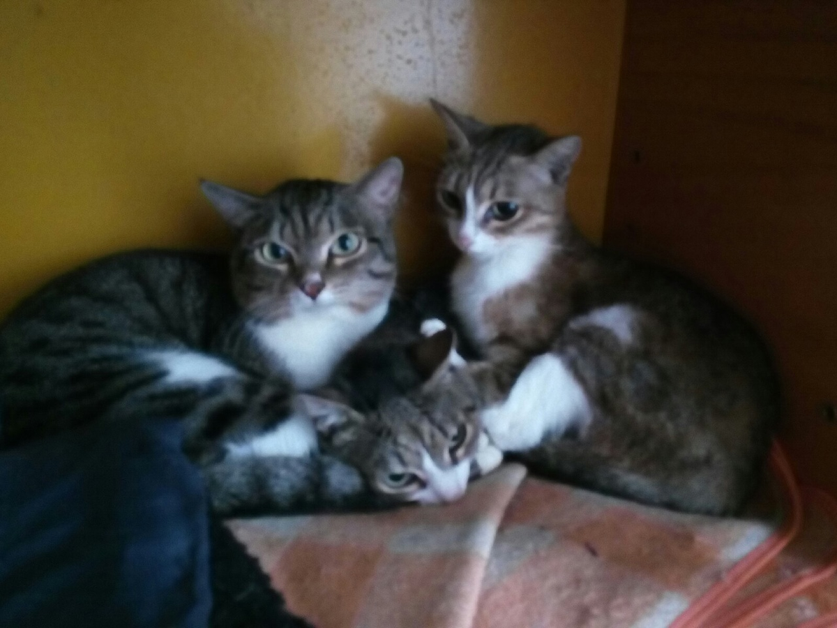 Сложные семейные отношения полосатых. Еще и разбудили зачем-то. Фото автора