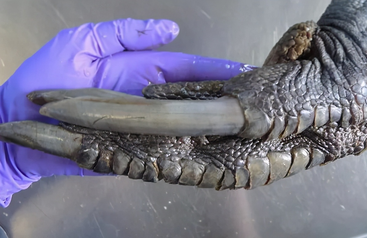 Когти казуара