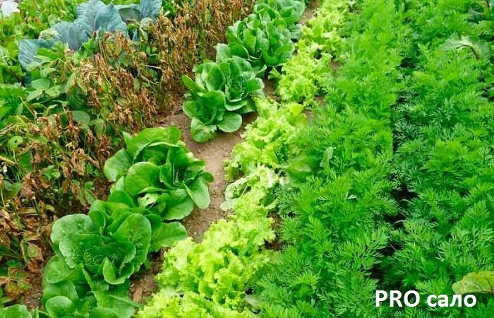 Свежая зелень ранней весной. Источник: яндекс картинки.