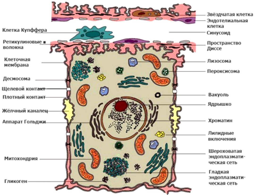 Организм печень клетка
