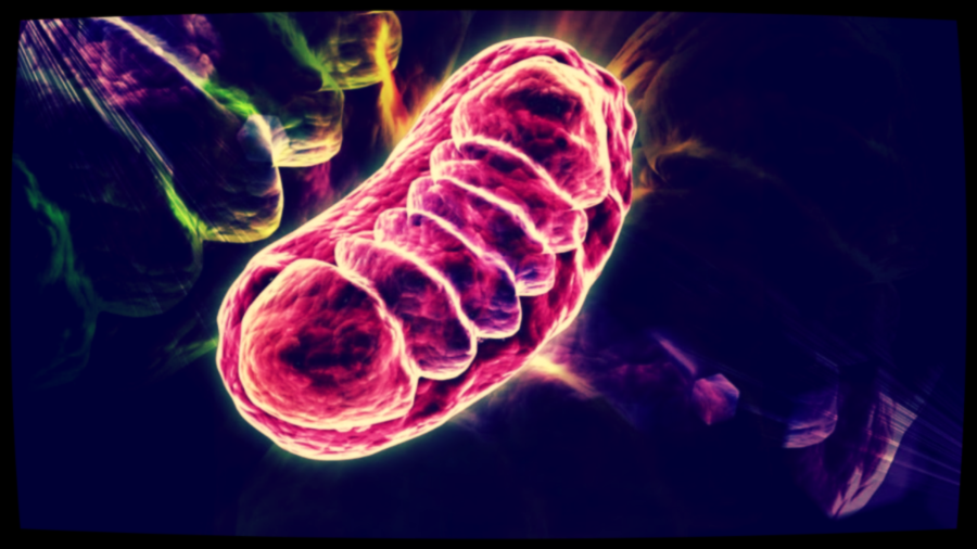 Так как митохондрии участвуют во всех процессах, то и поломки маленьких организмов ломают всю систему.