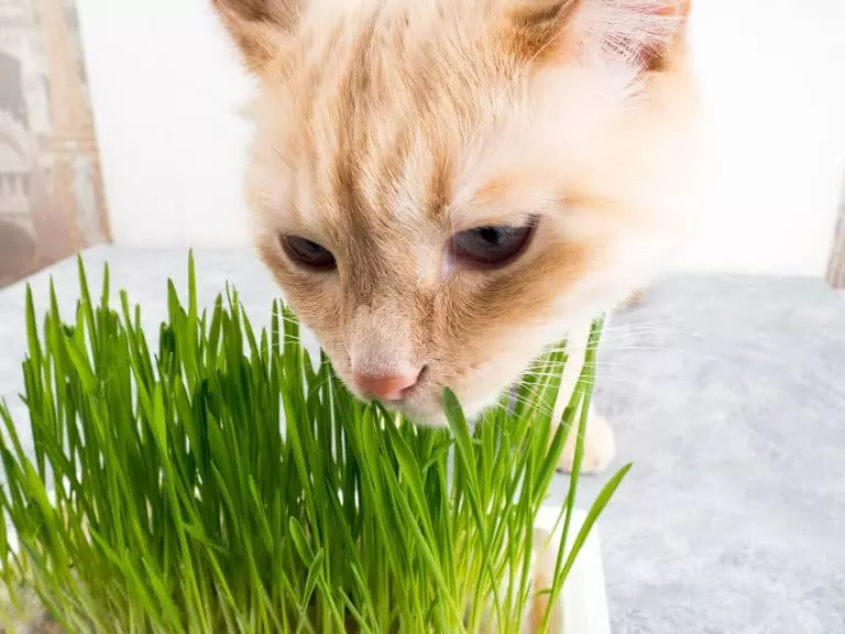 Зачем кошки едят траву | КотоВедение | Дзен