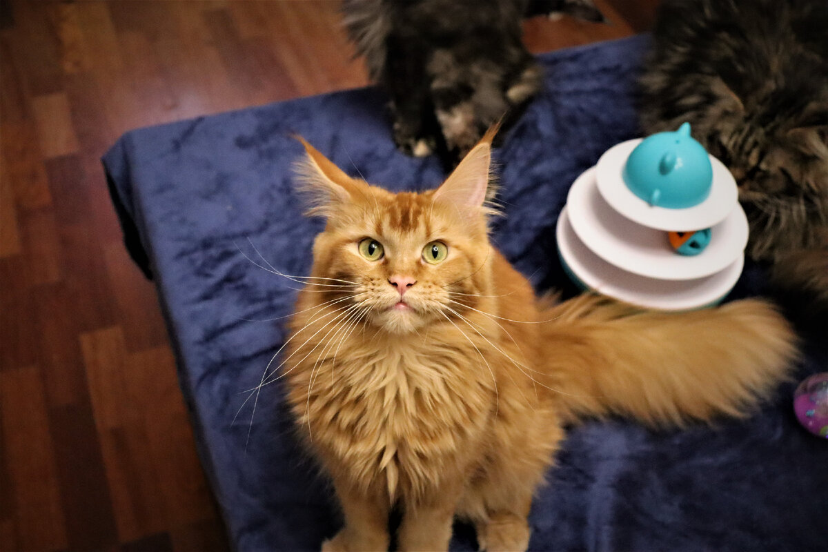 Фото из личного архива. Наша кошка Джесси