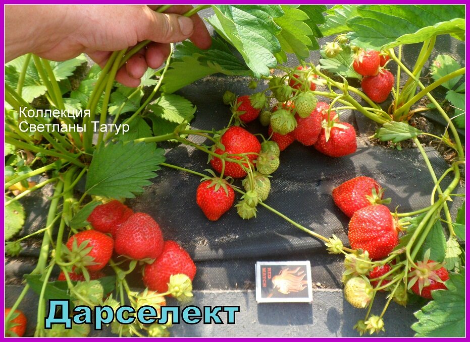 Клубника дарселект описание фото БОЛЬШОЙ ОБЗОР КЛУБНИКИ "ДАРСЕЛЕКТ" Дневник Стрижаковой Елены Дзен