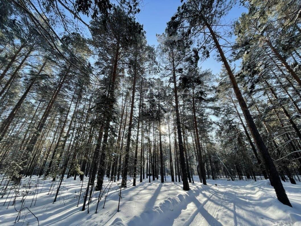 Природа тюмени фото В лесах Тюменской области стало больше глухарей, тетеревов и зайцев Тюменская ли