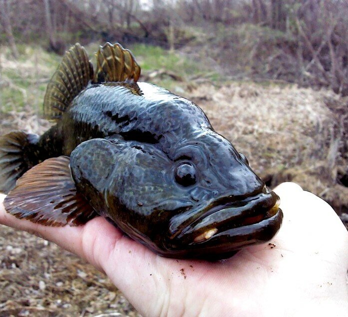 Рыба ротан: чем же он так опасен для рек и озёр | Рыбалка на Оби | Дзен