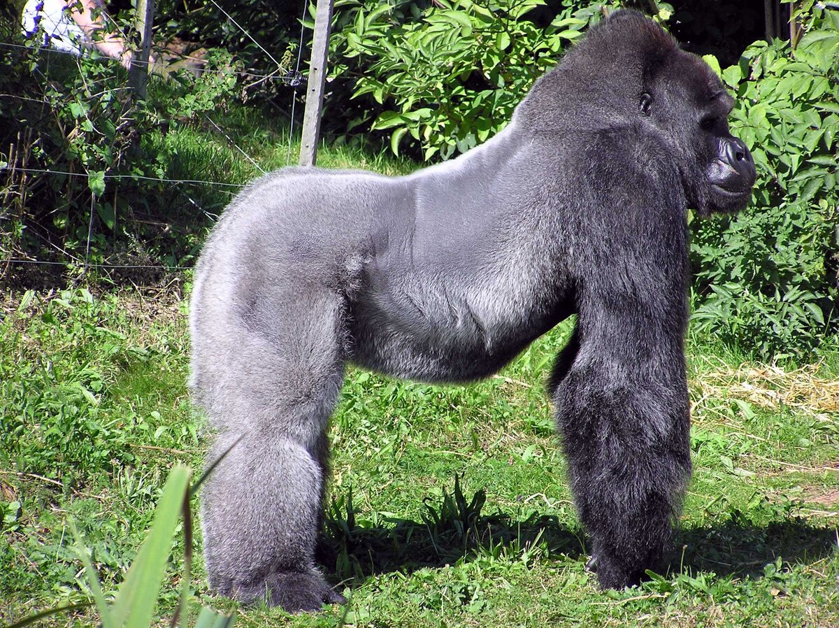 Самое сильное животное. Горилла Казимир. Горилла сбоку. Самая большая горилла. Хвост гориллы.