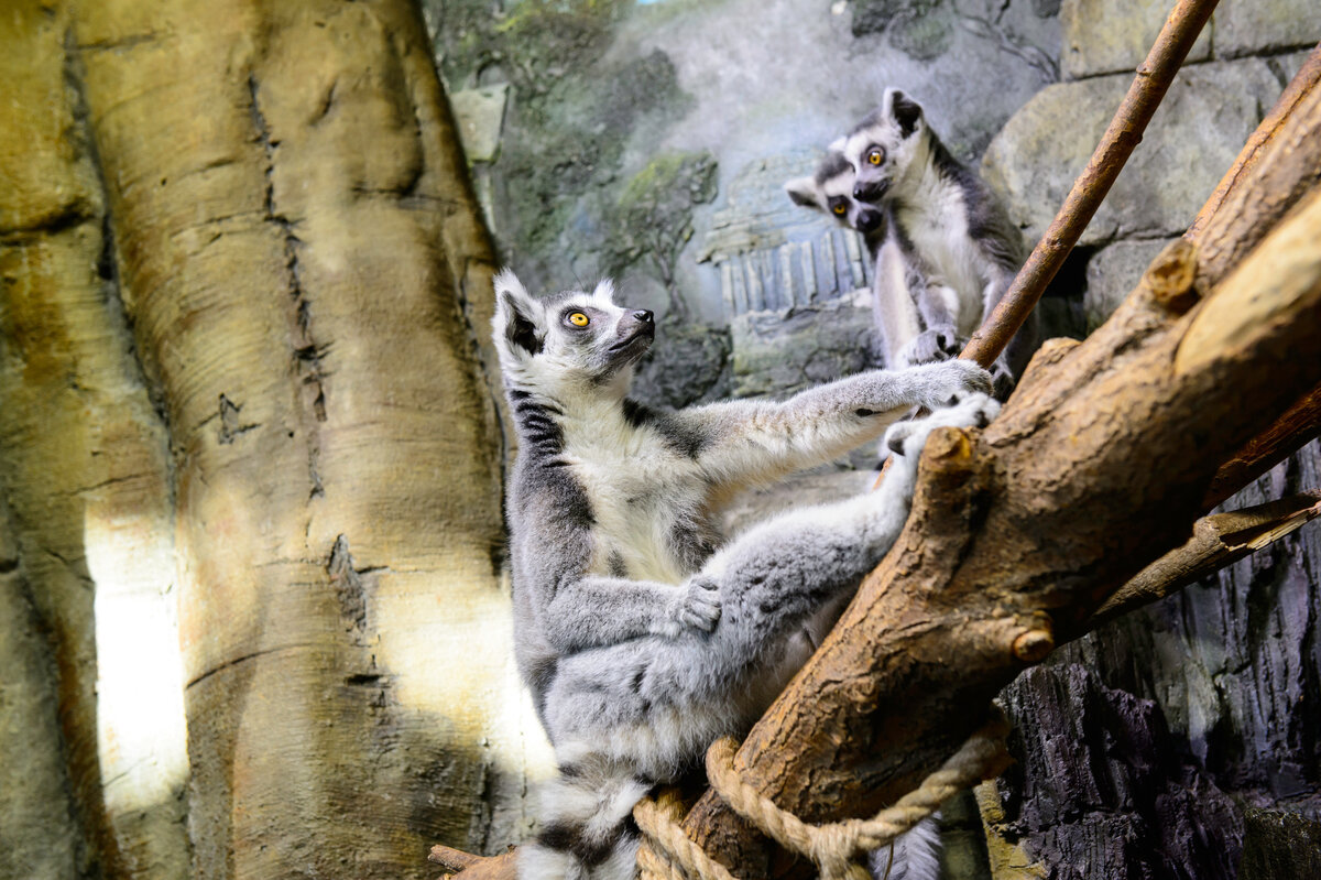 Лемуры в Океанариуме Екатеринбурга