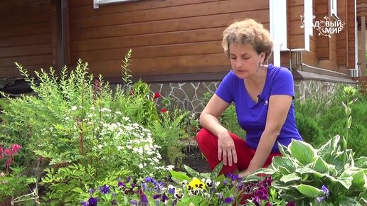 Ах, какие глазки, Анютины. Как выращивать и ухаживать за виолой, чтобы продлить цветение.