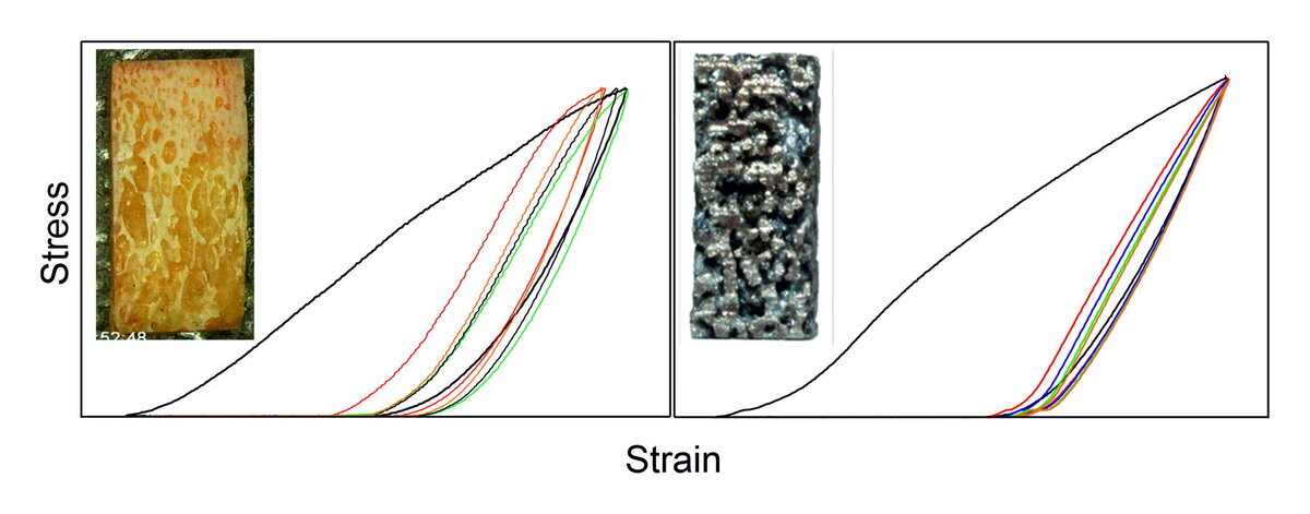 Структура кости