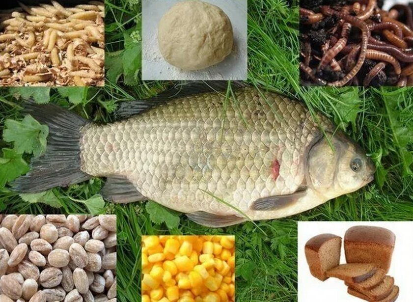 Какую сделать приманку для карасей