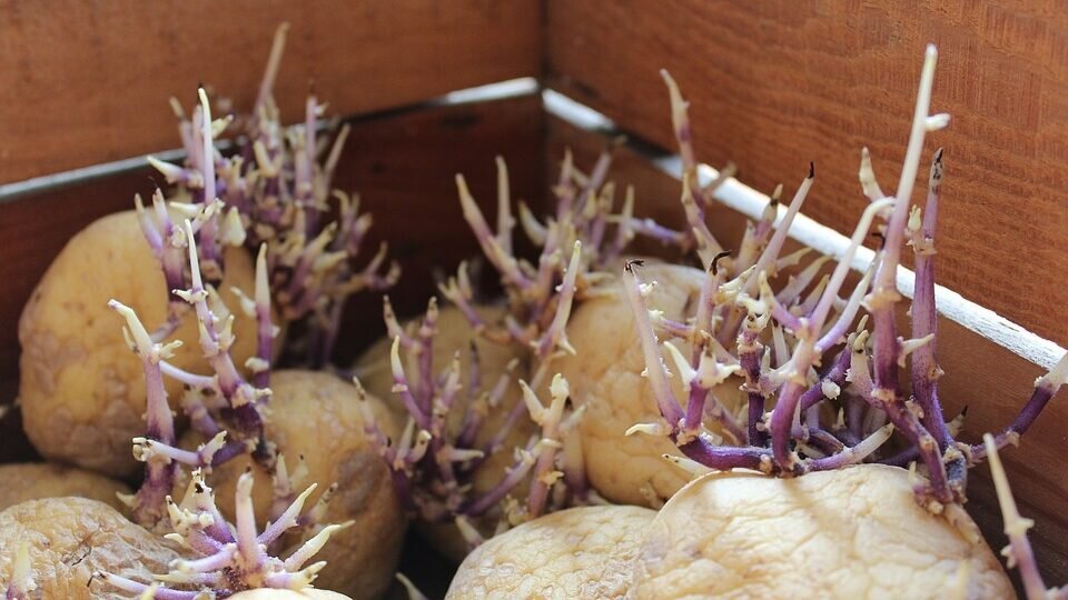 Посадка картофеля весной в открытый грунт. 