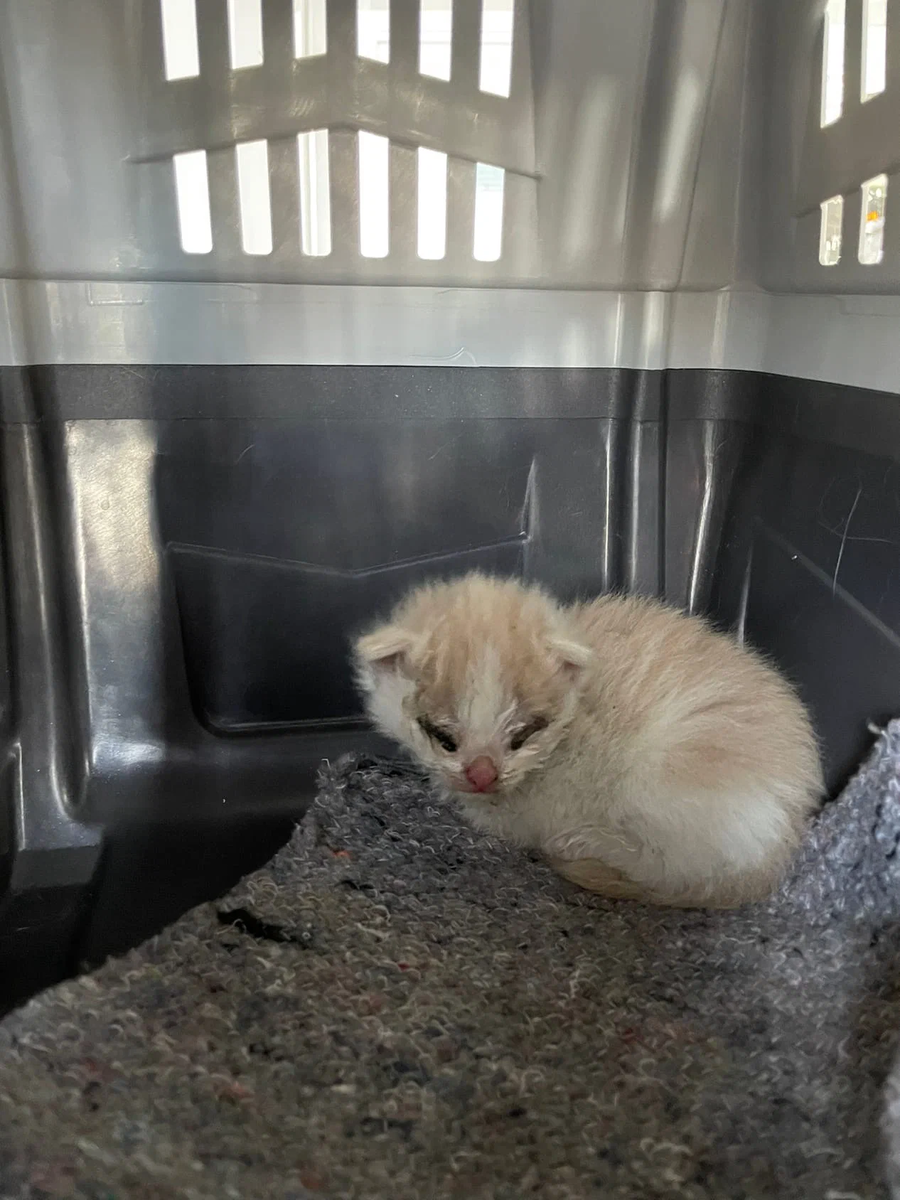 Вот таким его нашли