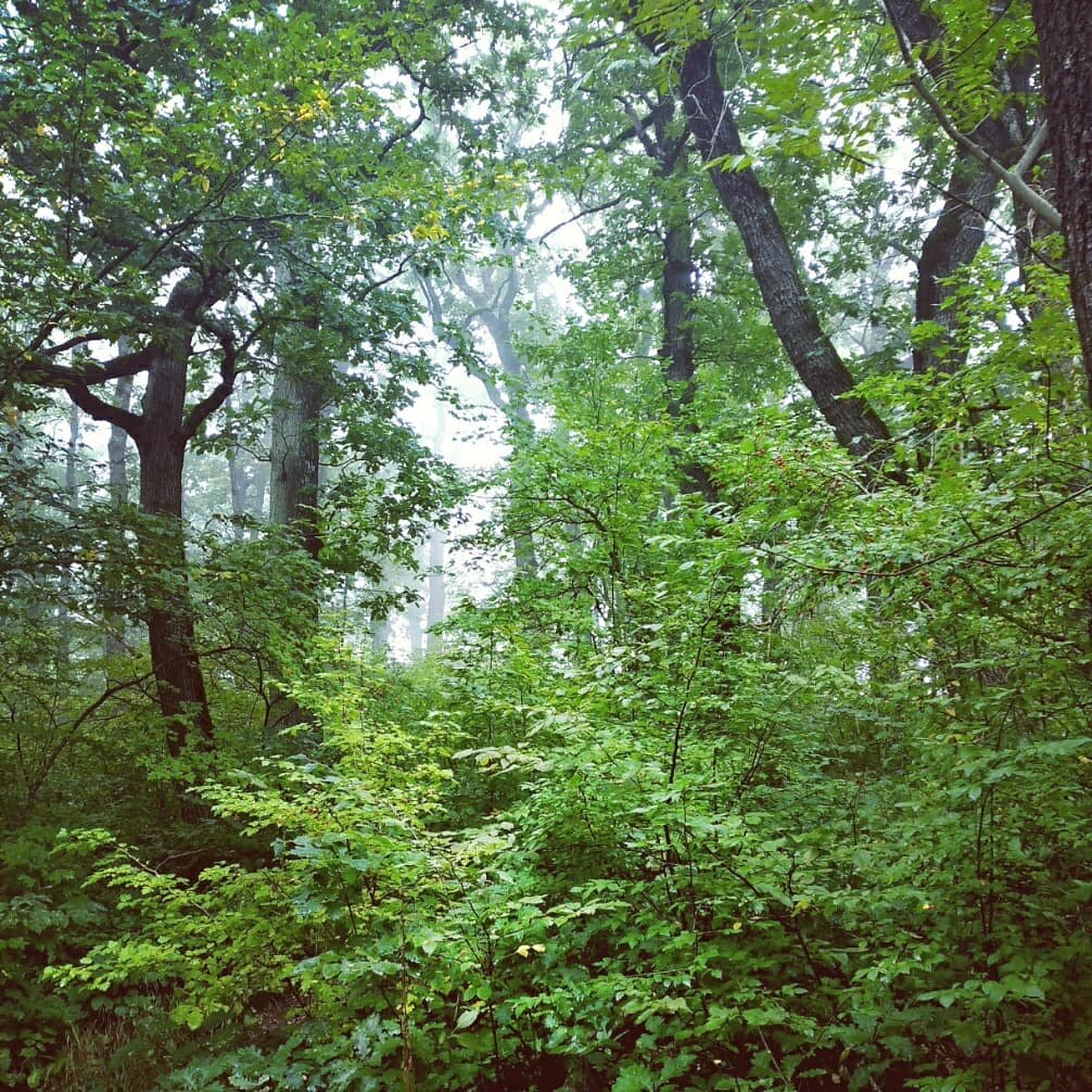 Фото автора. Лес на северном склоне Машука