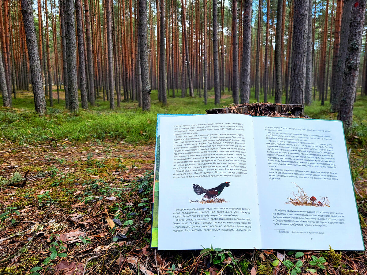 Книга в лесу. Русский лес читать.