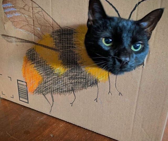 10 смешных котов которых стоит увидеть для поднятия настроения