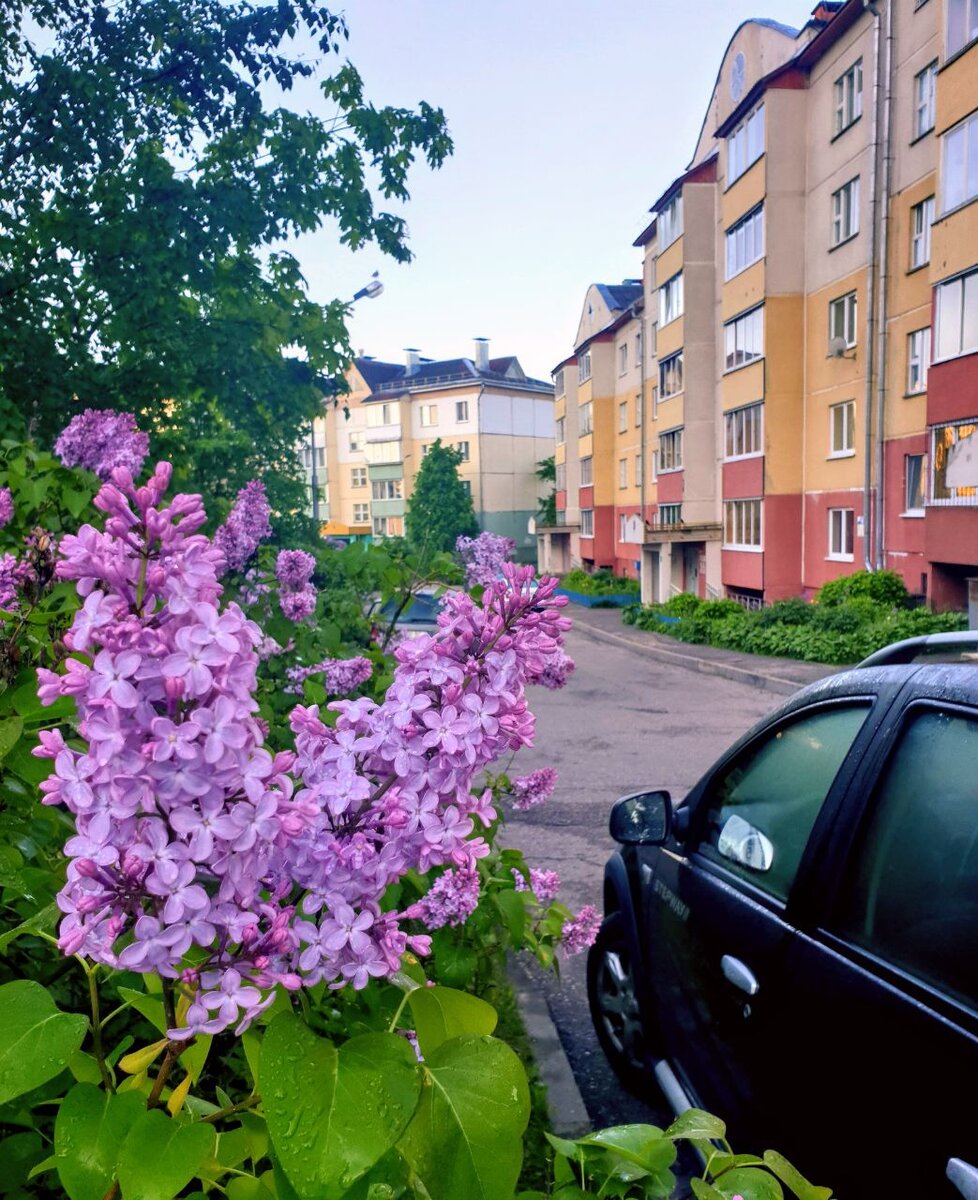 Сирень во дворе фото