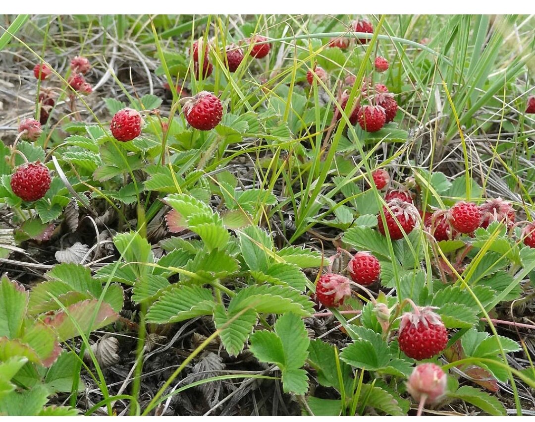 Я вот про эту клубнику, настоящую, полевую