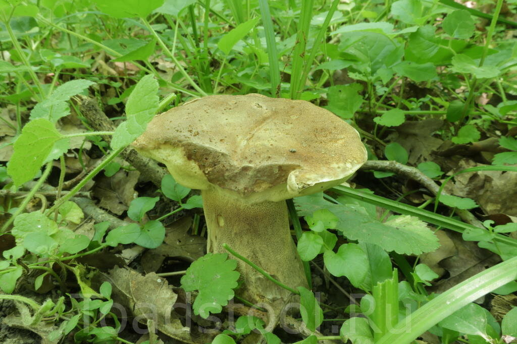 Грибы, конечно, боевые. Но крепкие (фото И.Лебединского)