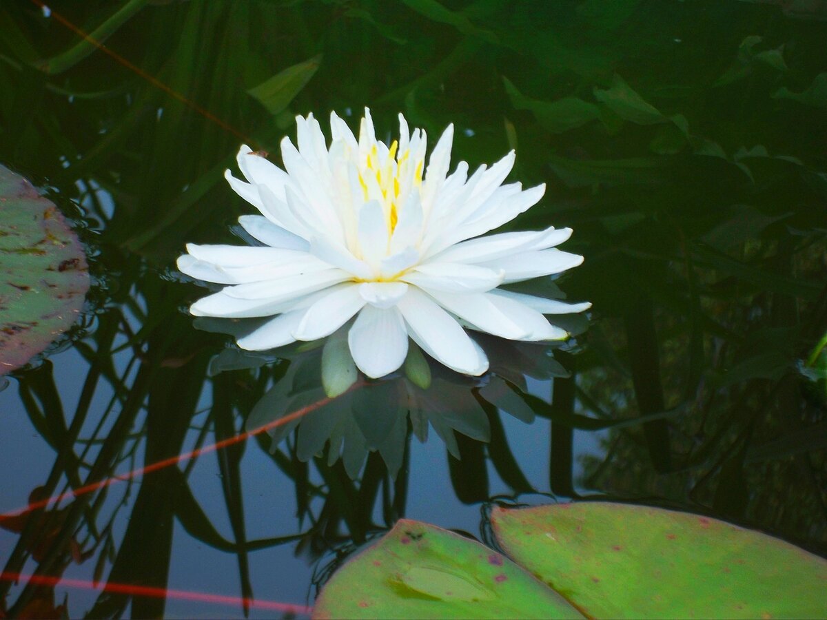 Кувшинка Сноуфлэйк ( СНЕЖИНКА )https://vk.com/kuvshinki_karpi