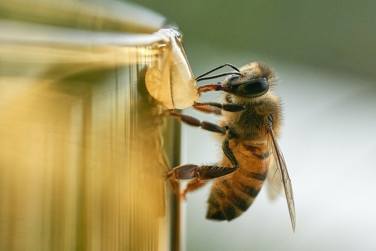 Собирать с цветов нектар, в том пчелиный редкий дар. Так устроена природа, нет без пчёл в природе мёда. Спасибо каналу  ВОКРУГ ЦВЕТА https://zen.yandex.