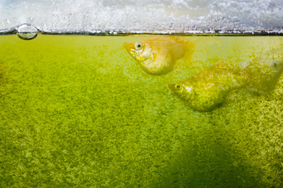Пленка на поверхности воды в аквариуме: бактериальная, белая, почему образуется и как убрать