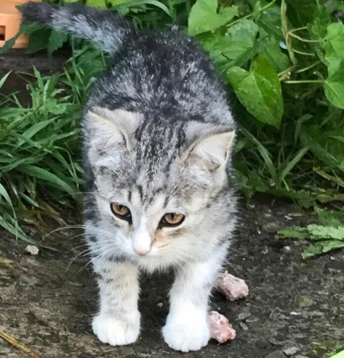 Алла долго приручала котенка. Заранее давали объявление о поиске дома. Нашлась хозяйка и котенка отловили.