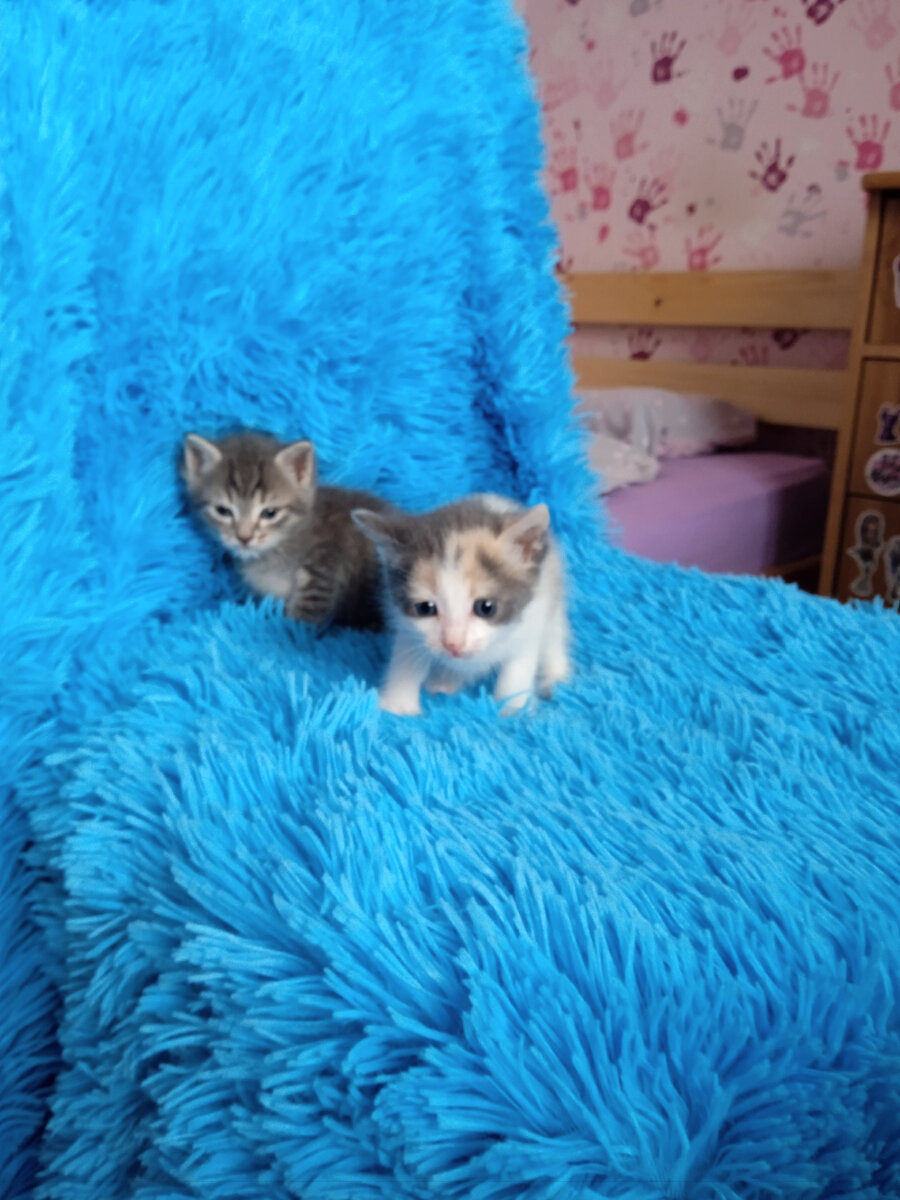 Вот такие два комочка. 