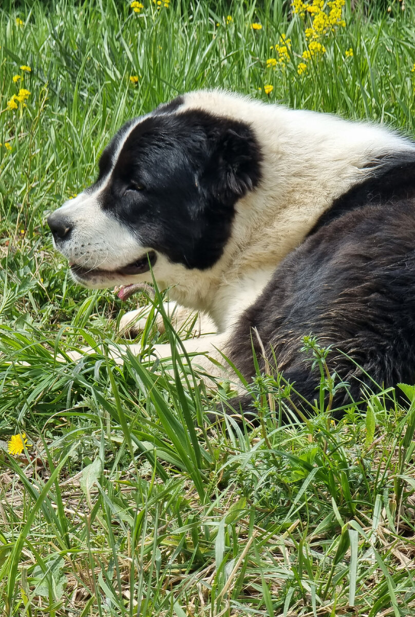 Собака-Улыбака