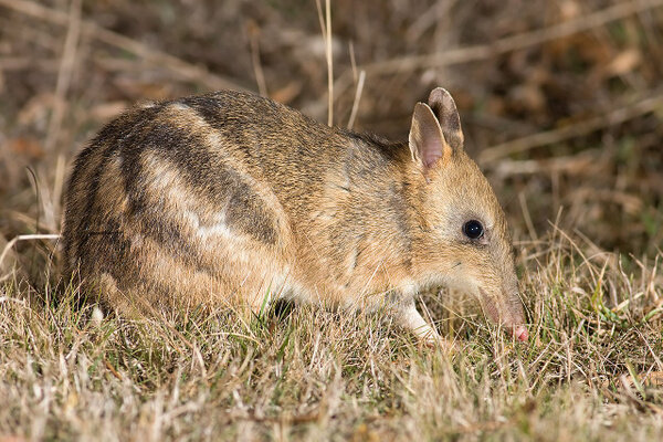 Бандикут. Фото © Wikipedia / J.J. Harrison