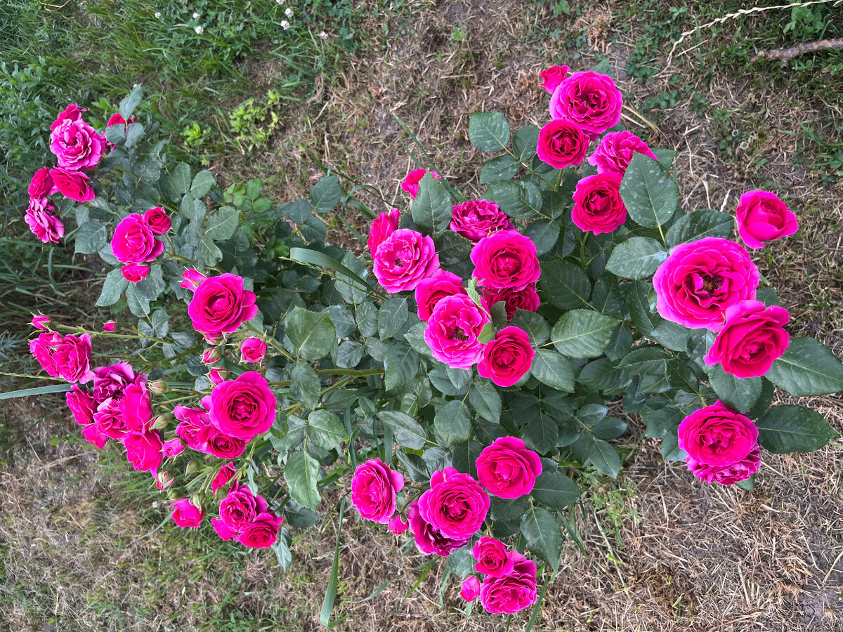 Сады с розами