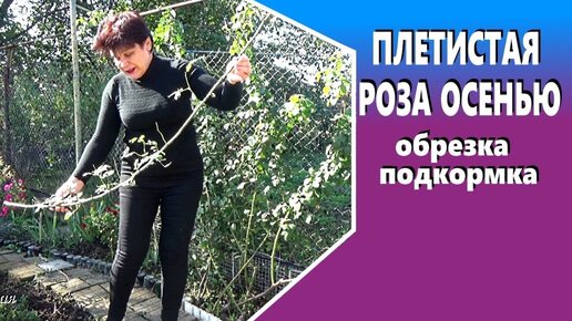 Плетистые розы осенью Последняя подкормка обрезка подготовка к зиме