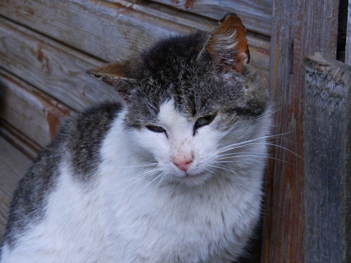 фото автора "Мурзик"