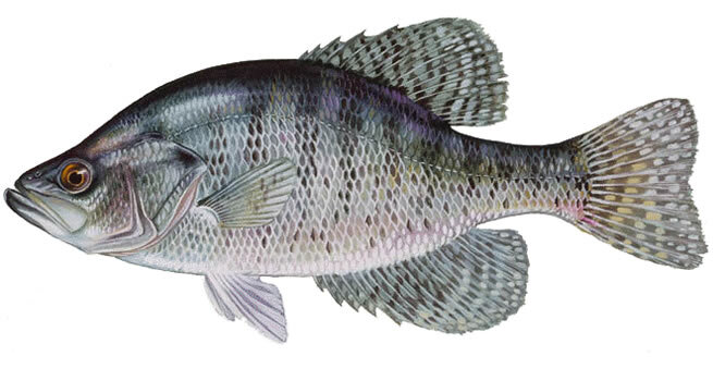 Pomoxis annularis