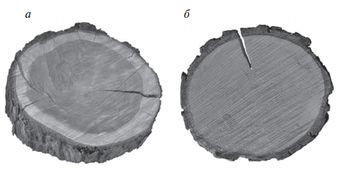 В древесине всех пород в поперечном к стволу направлении располагаются сердцевинные лучи. Они служат для перемещения и создания запаса влаги и питательных веществ на зимнее время. Ширина сердцевинных лучей составляет 0,005…1 мм в зависимости от породы дерева. У хвойных они видны только под микроскопом и занимают 5…6% общего объема древесины, у лиственных – до 15%, и по ним древесина легко раскалывается и растрескивается при высыхании. По цвету сердцевинные лучи могут быть окрашены светлее или темнее окружающей древесины, поэтому для многих пород они играют важную роль в создании текстуры.

Рис. 4. Ядровая (а) и заболонная (б) древесина
