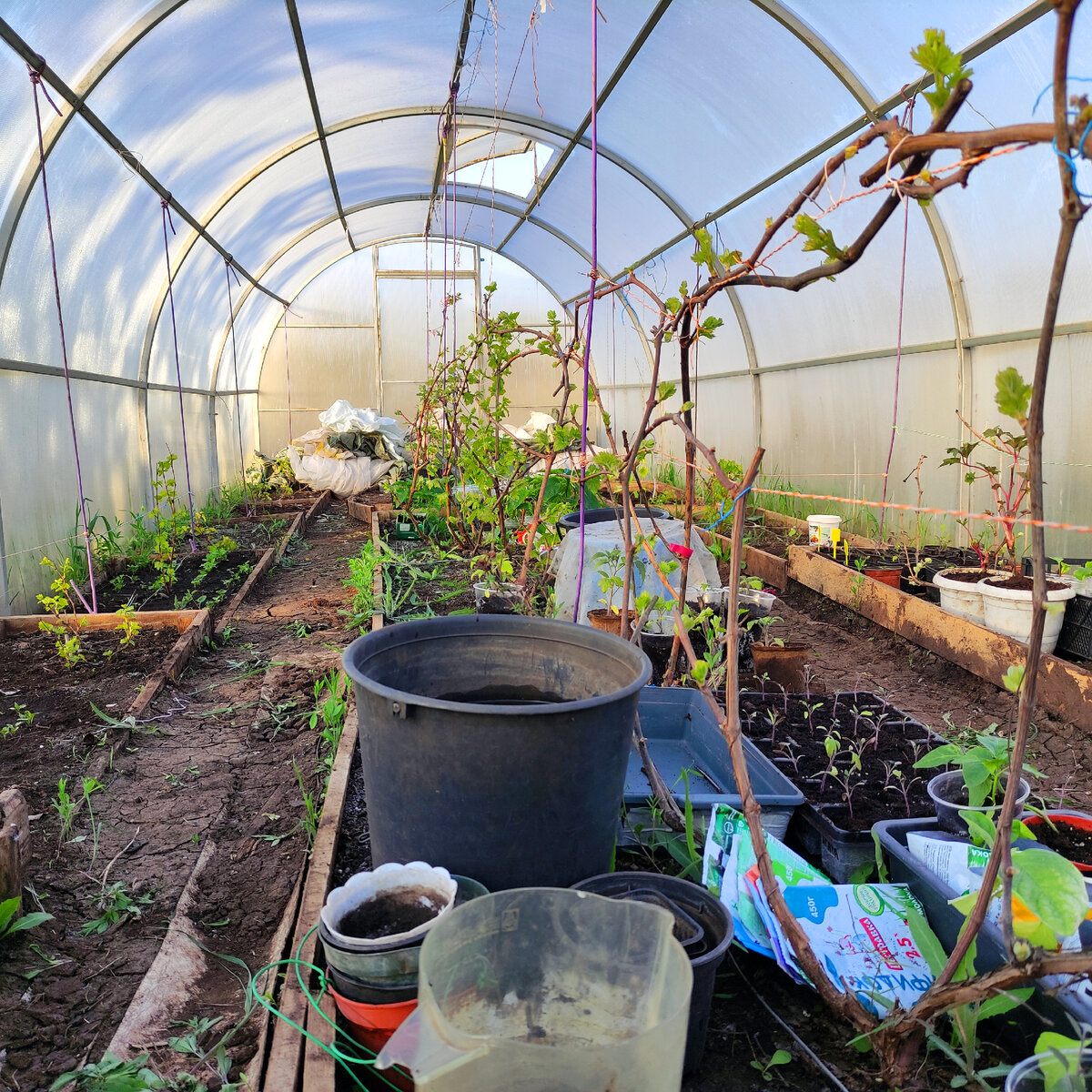 Особенности выращивания винограда в теплице в условиях Средней полосыРоссии