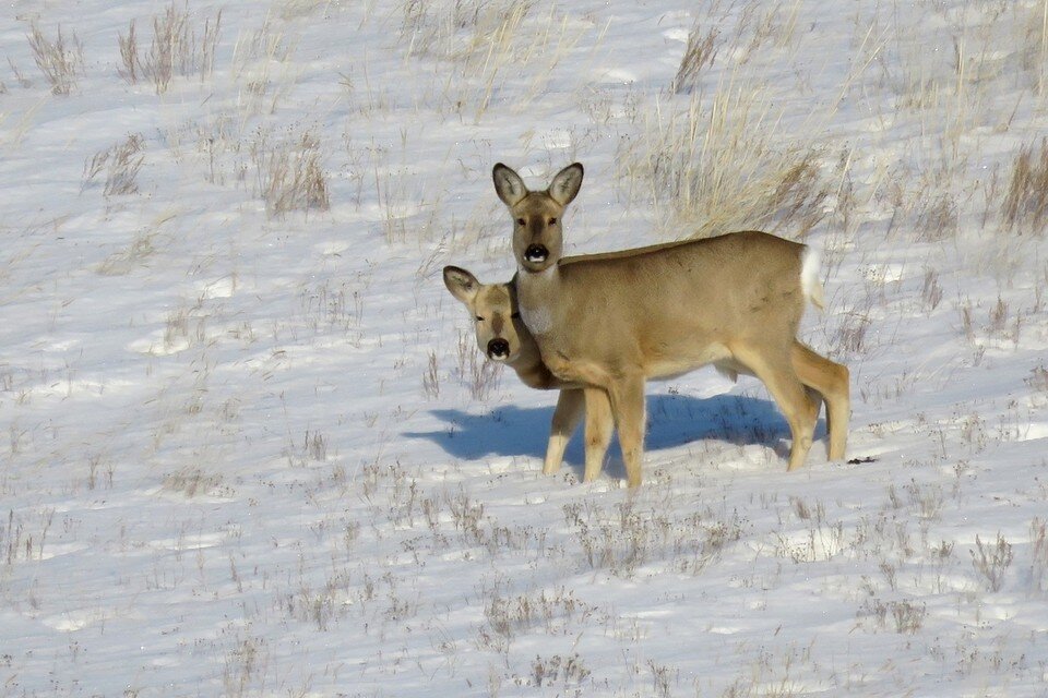     Во время подсчетов косули послушно позировали инспектору. Фото: Дмитрий Немальцев