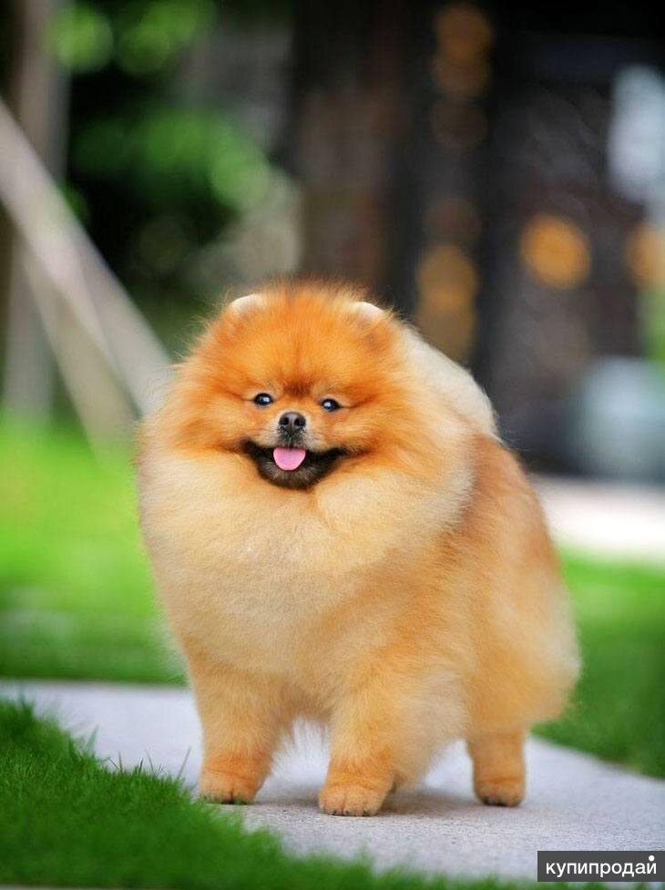 Померанский шпиц