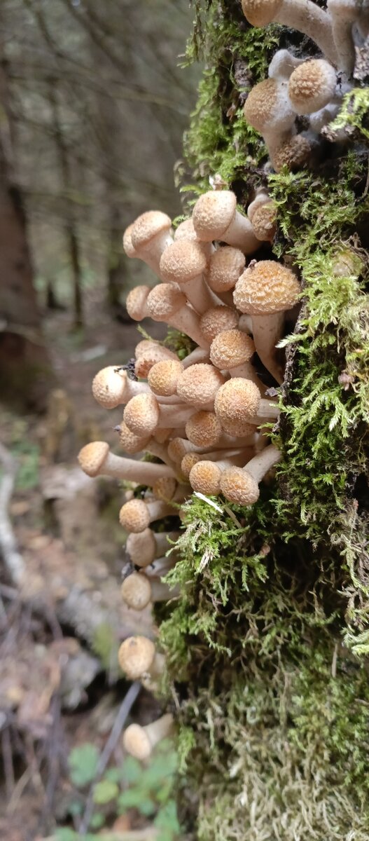 Опята Подмосковья