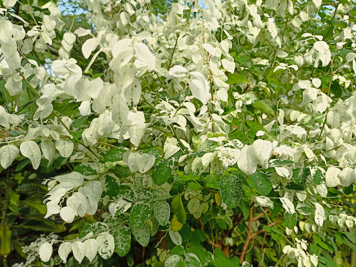 Брейния снежная - на её листьях снег не настоящий